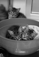  - ©  Copyright by This Workplace 2012. All Rights Reserved.
