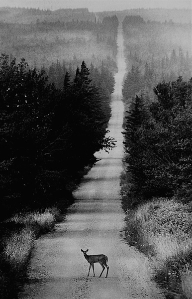 Dolly Sods, W. VA.